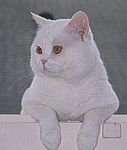 British Shorthair - British Shorthair