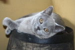 British Shorthair - British Shorthair