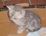 British Shorthair - British Shorthair