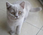 BritishShorthair/Morisson - British Shorthair