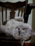 Mon Morisson/BritishShorthair - British Shorthair