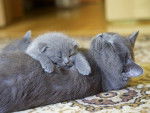 Le British Shorthair - British Shorthair