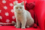 Le British Shorthair - British Shorthair
