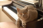 Le British Shorthair - British Shorthair