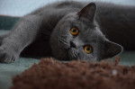 Le British Shorthair - British Shorthair