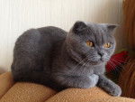 Un British Shorthair couché sur le dossier d'un sofa