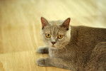 British Shorthair - British Shorthair