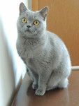 British Shorthair - British Shorthair