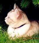 Tanya - British Shorthair