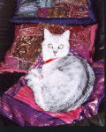 Princesse sur ses coussins orientaux - British Shorthair