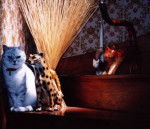 Princesse prend un bain de soleil - British Shorthair