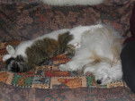 BRITISH SHORTHAIR BROWN TABBY et COTON DE TULEAR - British Shorthair