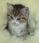 British shorthair brown tabby et white - British Shorthair (1 mois)