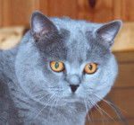 Champion du monde - British Shorthair