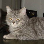 Vertige - British Shorthair