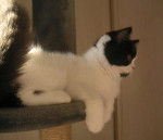 R?fexion... - British Shorthair