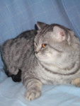 Sly mon nounours !! - British Shorthair