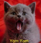 Photo British Shorthair