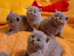 Photo British Shorthair