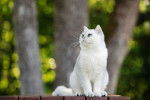 Photo British Shorthair