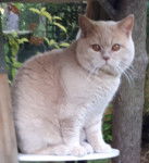 Oliver du Clos des Sistres - British Shorthair Mâle (1 an et demi)