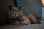 Un British Shorthair allongé sur un sofa gris foncé
