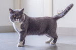 Un British Shorthair gris et blanc debout