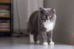 Un British Shorthair dans un appartement