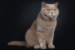 Photo British Shorthair