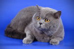 Photo British Shorthair