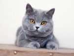Photo British Shorthair