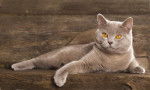 Un British Shorthair couleur lilas et aux yeux orange
