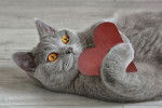 Un British Shorthair gris aux yeux orange tenant un coeur en papier dans ses pattes
