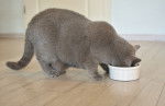 Un British Shorthair en train de manger dans sa gamelle
