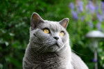 Un British Shorthair dans un jardin