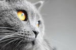 Le regard d'un British Shorthair