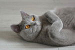 Un British Shorthair allongé sur le parquet
