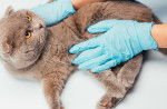 Un British Shorthair en train de se faire examiner par le vétérinaire