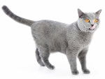 Photo British Shorthair