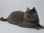Photo British Shorthair