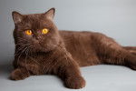 Photo British Shorthair