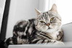 Photo British Shorthair