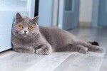 Un British Shorthair allongé sur un parquet