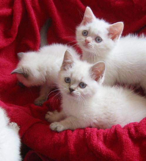 Bb british shorthair colourpoint des felins bleus_la haute lay - British Shorthair