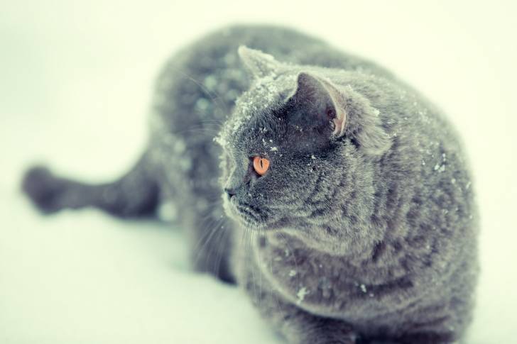 Un British Shorthair en train de se promener sous la neige