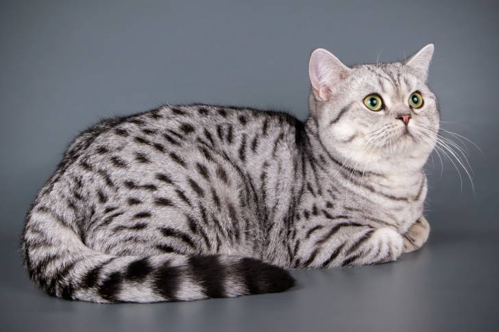 Un British Shorthair spotted tabby aux yeux verts