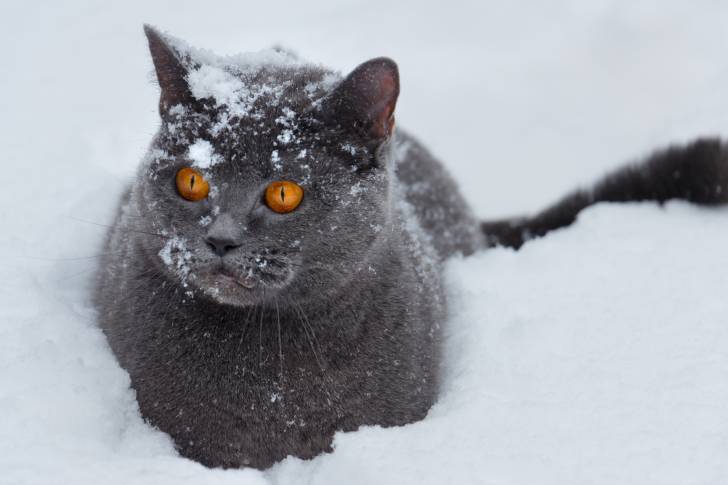 Un British Shorthair gris dans la neige