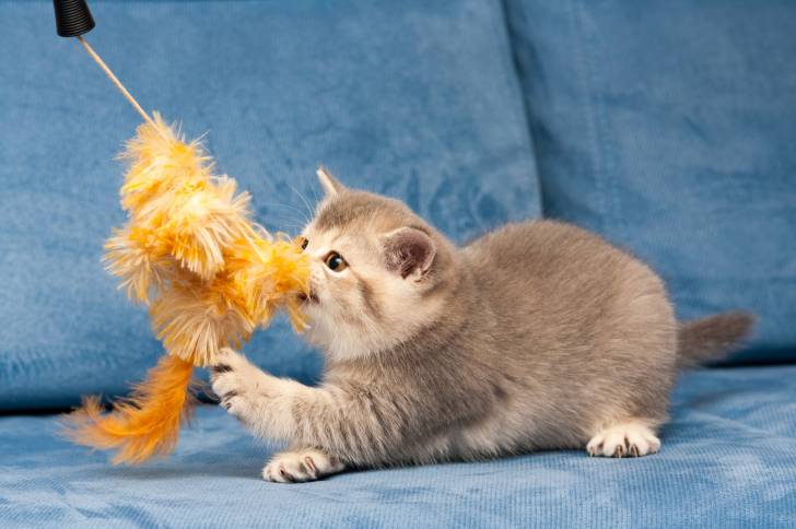 Un chaton British Shorthair joue avec un plumeau sur le canapé
