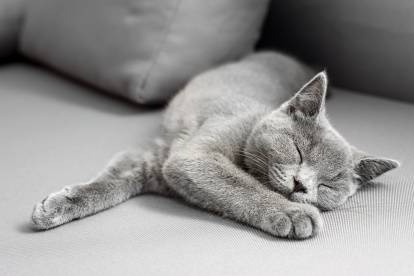 Un British Shorthair allongé sur un canapé gris