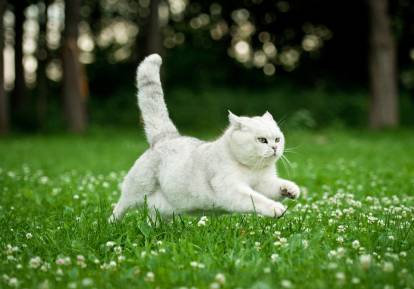 Un British Shorthair blanc court dans un jardin
